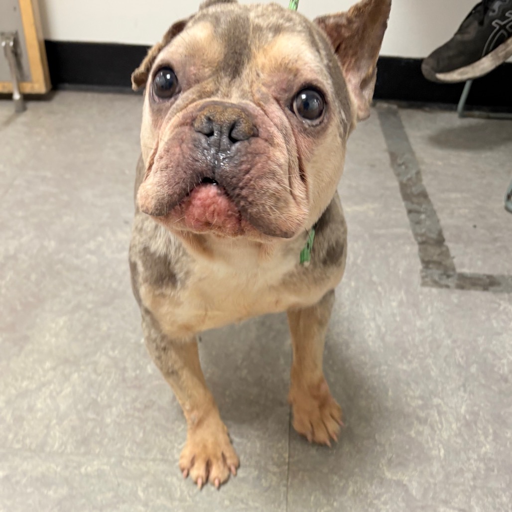 Shelter Stray Male Dog last seen , Animal Care & Control Team of Philly, 111 W Hunting Park Ave, Philadelphia, PA 19140, USA