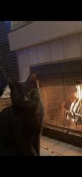 Lost Male Cat last seen Diamond Oaks and Fairway Glen , Stockton, CA 95206