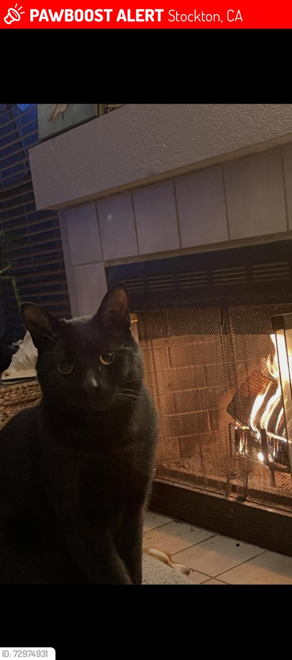 Lost Male Cat last seen Diamond Oaks and Fairway Glen , Stockton, CA 95206