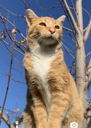 Lost Male Cat last seen Near n rd Bonfield il, Bonfield, IL 60913