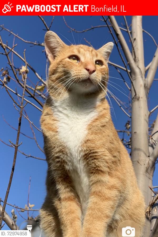 Lost Male Cat last seen Near n rd Bonfield il, Bonfield, IL 60913