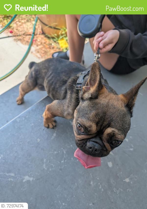 Reunited Female Dog last seen 22nd St N and 23rd Ave N, St. Petersburg, FL 33713