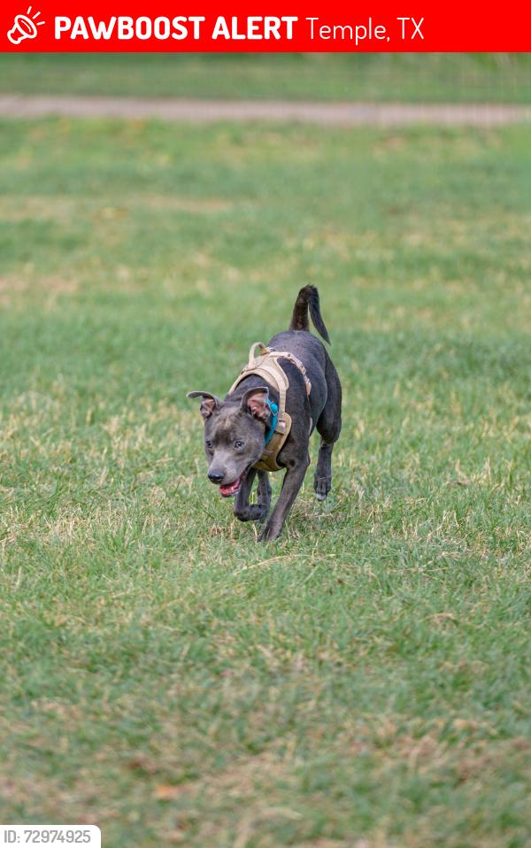 Lost Male Dog last seen West Irvin Avenue, Temple, TX 76501