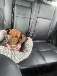 Reunited Female Dog last seen East Bidwell, Folsom, CA 95630