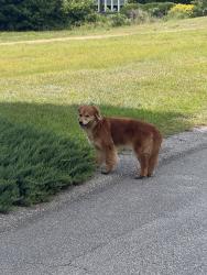 Reunited Unknown Dog last seen Micah’s Way North, Anderson Creek, NC 28390