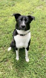 Reunited Female Dog last seen Skipwith Road & Reed Lane, Mecklenburg County, VA 23917