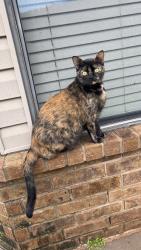Lost Female Cat last seen 137th Pl and windingtrail, Oklahoma City, OK 73170