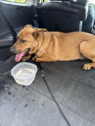Found/Stray Female Dog last seen Westgate neighbors, Hoke County, NC 28376