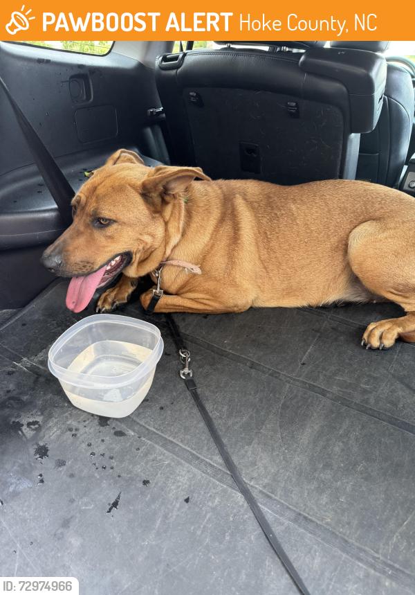 Found/Stray Female Dog last seen Westgate neighbors, Hoke County, NC 28376