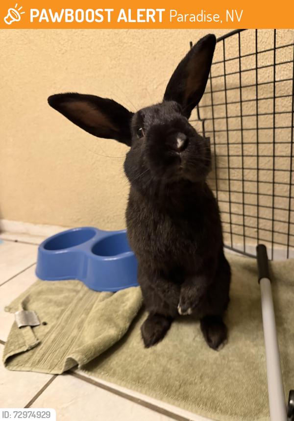 Found/Stray Unknown Rabbit last seen Eastern and Harmon, Paradise, NV 89121