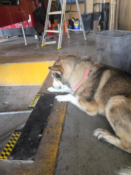 Reunited Unknown Dog last seen Near Alameda , El Paso, TX 79907