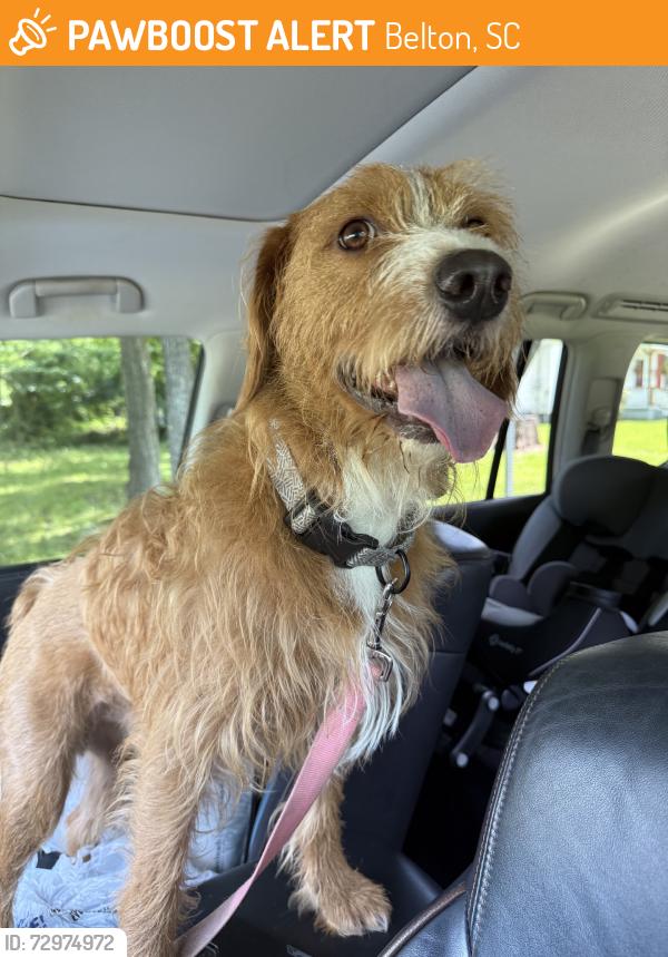 Found/Stray Male Dog last seen Poplar ave, Belton, SC 29627