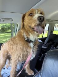 Found/Stray Male Dog last seen Poplar ave, Belton, SC 29627