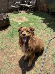 Found/Stray Unknown Dog last seen Slide Rd, Lubbock, TX 79424