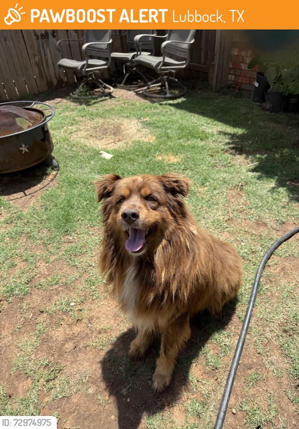 Found/Stray Unknown Dog last seen Slide Rd, Lubbock, TX 79424