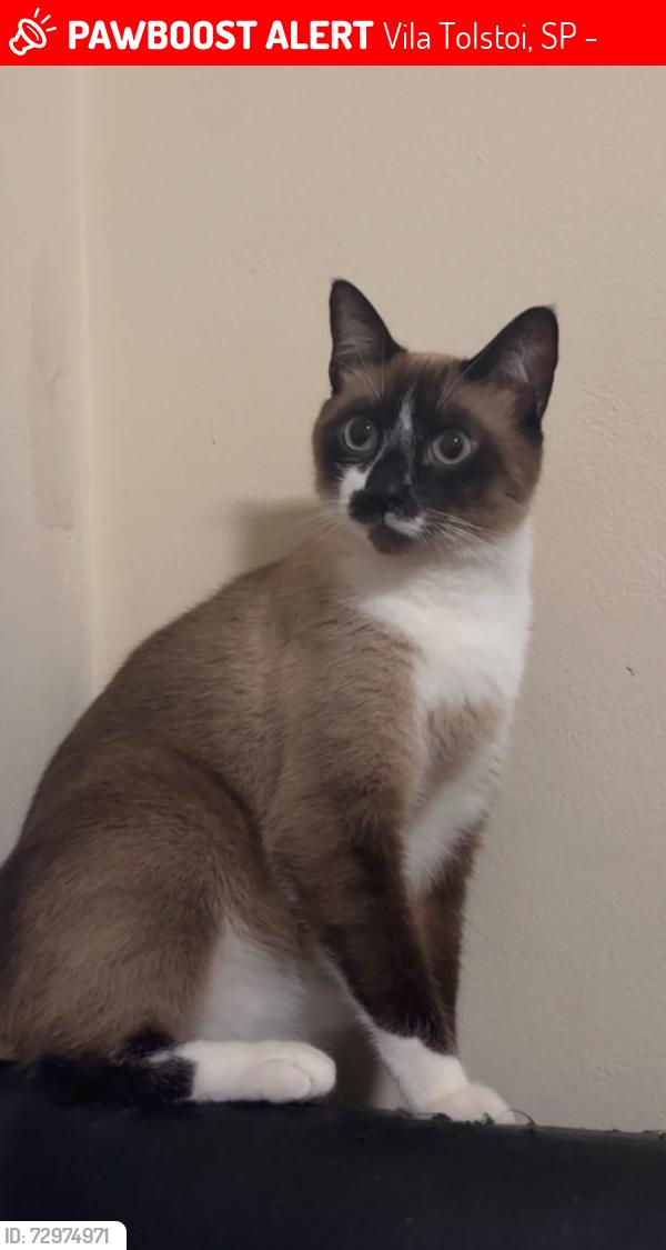 Lost Male Cat last seen Próximo ao supermercado Ero , Vila Tolstoi, SP 03269-140