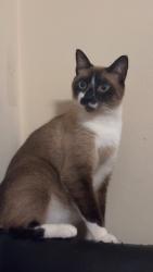 Lost Male Cat last seen Próximo ao supermercado Ero , Vila Tolstoi, SP 03269-140