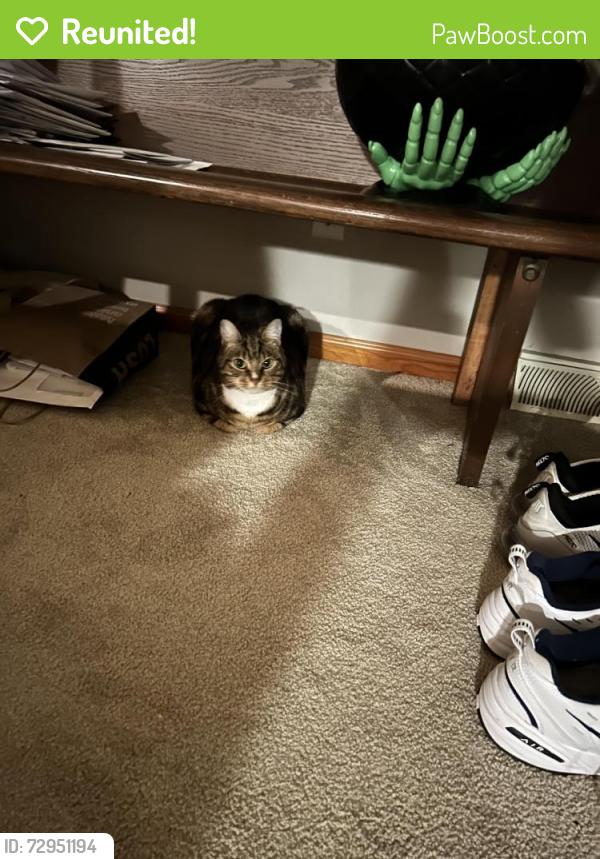 Reunited Male Cat last seen Web drive and McElree , Washington, PA 15301
