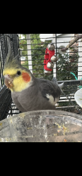 Lost Unknown Bird last seen Standifer Circle in Dunlap- He escaped our home , Dunlap, TN 37327