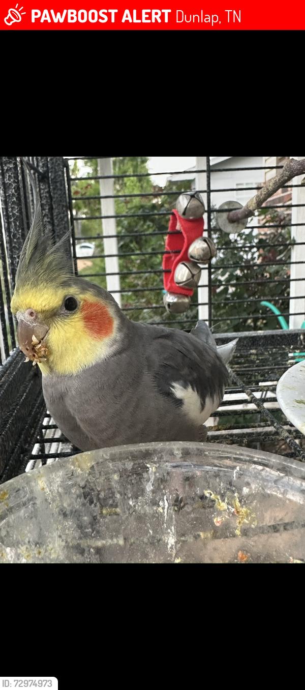 Lost Unknown Bird last seen Standifer Circle in Dunlap- He escaped our home , Dunlap, TN 37327