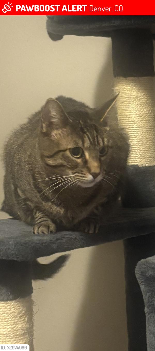Lost Female Cat last seen Quincy and Tamarac, Denver, CO 80237