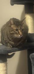 Lost Female Cat last seen Quincy and Tamarac, Denver, CO 80237