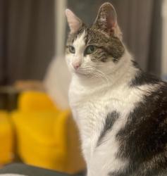 Reunited Male Cat last seen Corner of Owenford Road and Grangemouth Road, West Midlands, England CV6