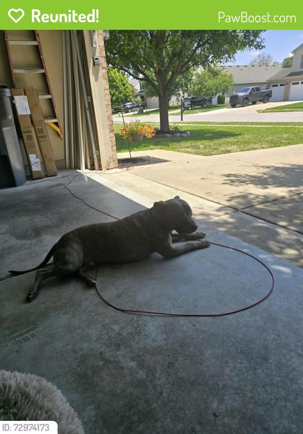 Reunited Male Dog last seen Ballybay & lara lee drive. Main roads. Hanna & Ferguson, Indianapolis, IN 46239