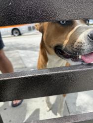 Found/Stray Male Dog last seen State st / Firestone blvd , South Gate, CA 90280