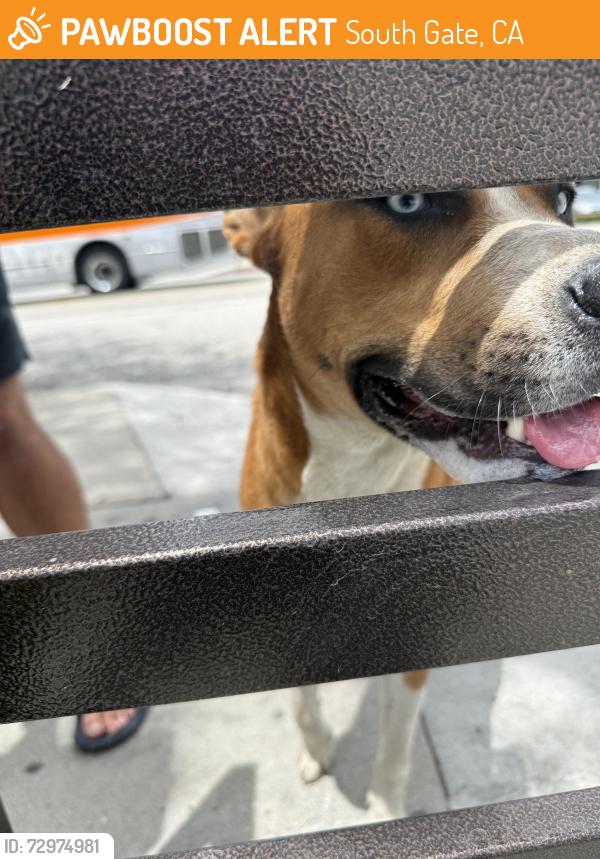 Found/Stray Male Dog last seen State st / Firestone blvd , South Gate, CA 90280