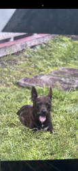 Lost Female Dog last seen SEDANOS Hialeah gardens , Hialeah Gardens, FL 33016