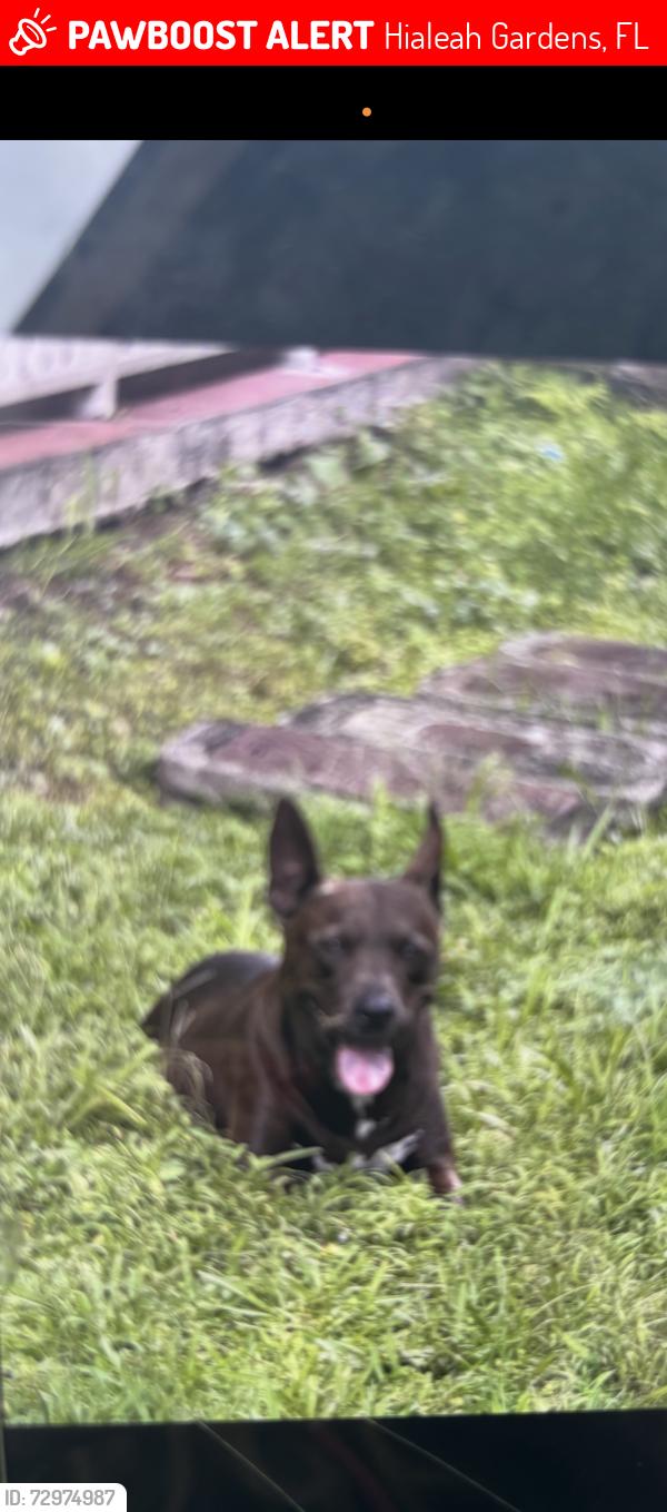Lost Female Dog last seen SEDANOS Hialeah gardens , Hialeah Gardens, FL 33016