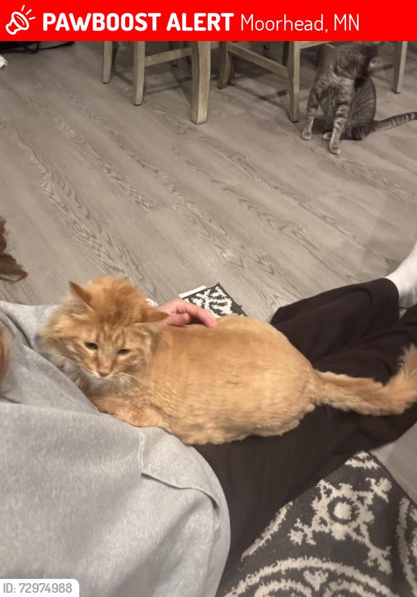 Lost Male Cat last seen 14th St and 45th Ave , Moorhead, MN 56560