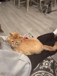 Lost Male Cat last seen 14th St and 45th Ave , Moorhead, MN 56560