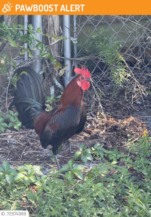 Found/Stray Male Bird last seen Palm Springs , Lake Worth Beach, FL 33461