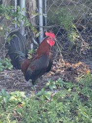 Found/Stray Male Bird last seen Palm Springs , Lake Worth Beach, FL 33461