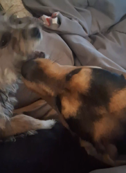 Lost Male Dog last seen W craven, Lacy Lakeview, TX 76705