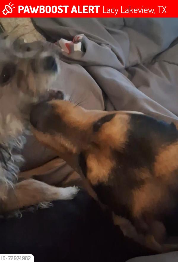 Lost Male Dog last seen W craven, Lacy Lakeview, TX 76705