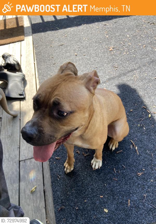 Found/Stray Female Dog last seen Tutwiler and Mclean. Near McLean Mart and Cafe Eclectic, Memphis, TN 38107