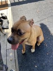 Found/Stray Female Dog last seen Tutwiler and Mclean. Near McLean Mart and Cafe Eclectic, Memphis, TN 38107