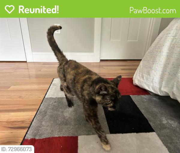 Reunited Female Cat last seen Hersey Lane and Green Rd, Newmarket, NH 03857