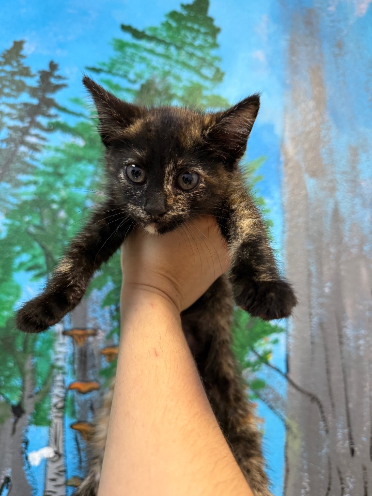 Shelter Stray Female Cat last seen Bexar County, 3353 Morningside Dr, New Braunfels, TX 78132, USA