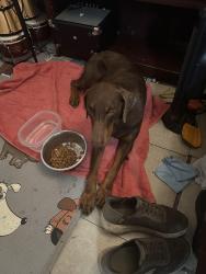Found/Stray Female Dog last seen Beechnut, Houston, TX 77072