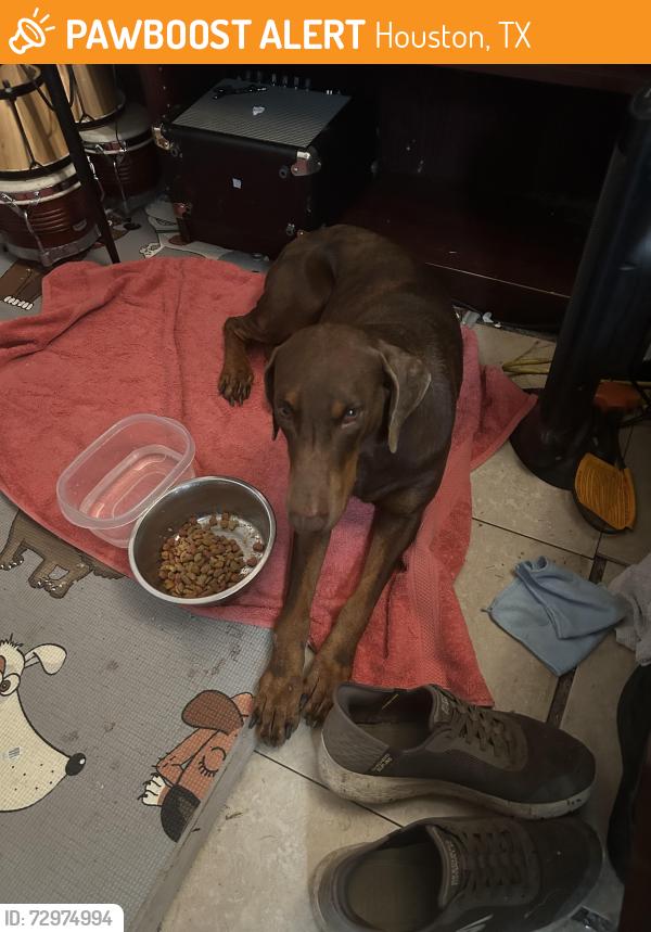 Found/Stray Female Dog last seen Beechnut, Houston, TX 77072