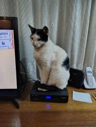 Lost Male Cat last seen Rua Julieta Soares, bairro Olímpico, São Caetano do Sul - SP, Olímpico, SP 09540-440
