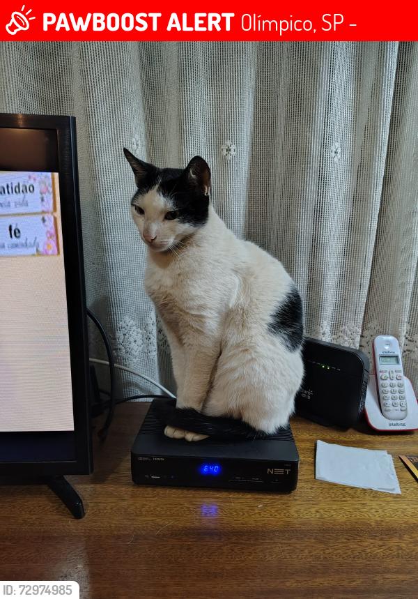 Lost Male Cat last seen Rua Julieta Soares, bairro Olímpico, São Caetano do Sul - SP, Olímpico, SP 09540-440