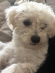 Lost Female Dog last seen 37th and Normandie, Los Angeles, CA 90018