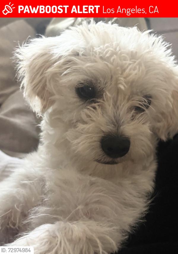 Lost Female Dog last seen 37th and Normandie, Los Angeles, CA 90018