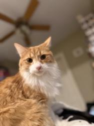 Reunited Male Cat last seen Corner of Saint Joseph and Clay, Niles, MI 49120