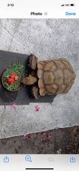 Lost Female Reptile last seen Duncan Avenue & Drew Street, Clearwater, FL 33755